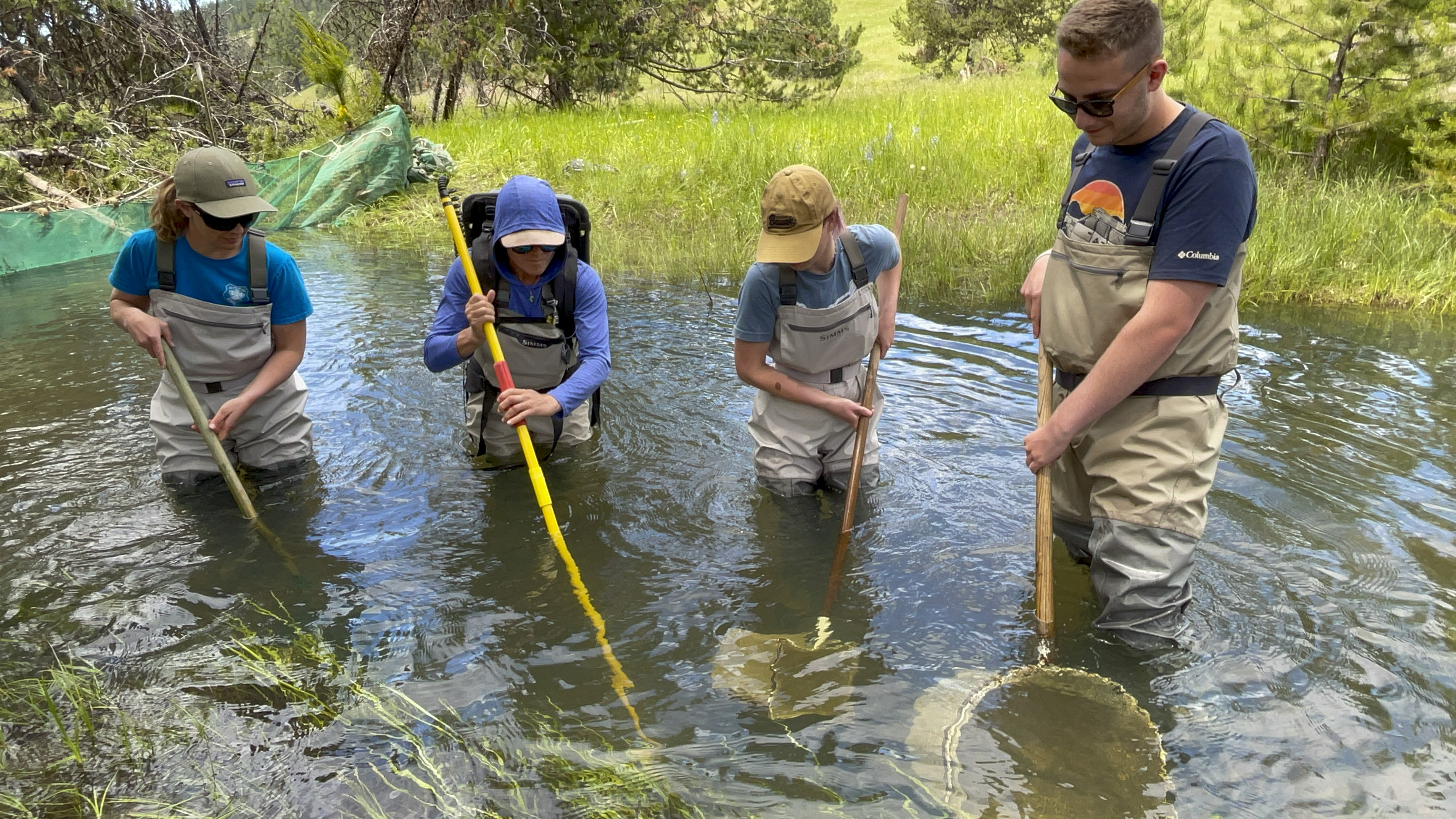 Biological Field Technicians scan a creek for fish during a relocation mission on the WWNF