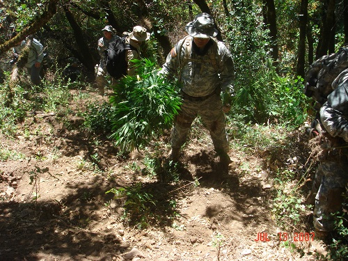A Forest Service employee hikes near an illegal marijuana grow site on the Six Rivers National Forest in 2017.