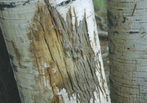 damage to bark from elk teeth