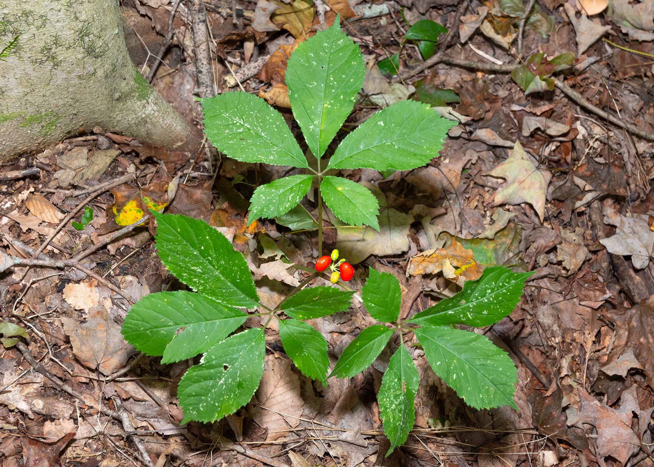 A five leafed plant with a red berry stands approximately twelve inches from the forest floor.