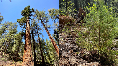 Happily, this sequoia grove is showing signs of natural regeneration