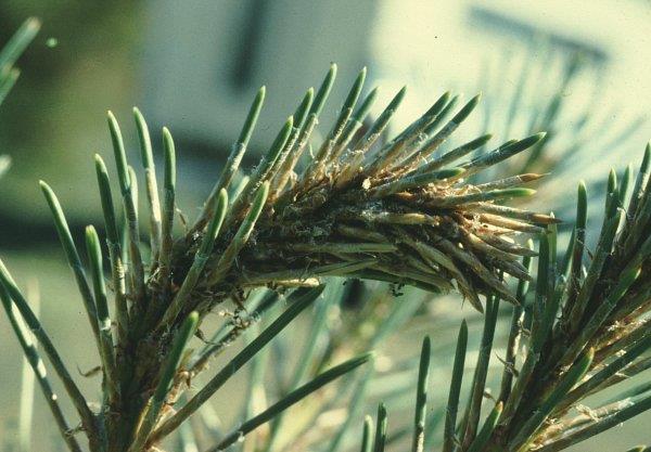 Closeup of damaged ponderosa pine shoot caused by pine tip moths.