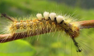 Tussock Moth caterpillar up close white and hairy