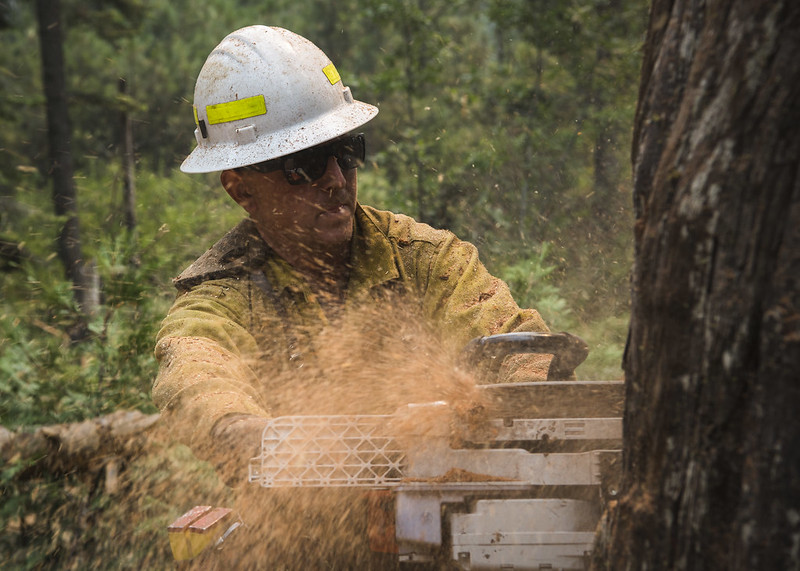 A sawyer uses a chainsaw to start cutting down a hazardous tree.