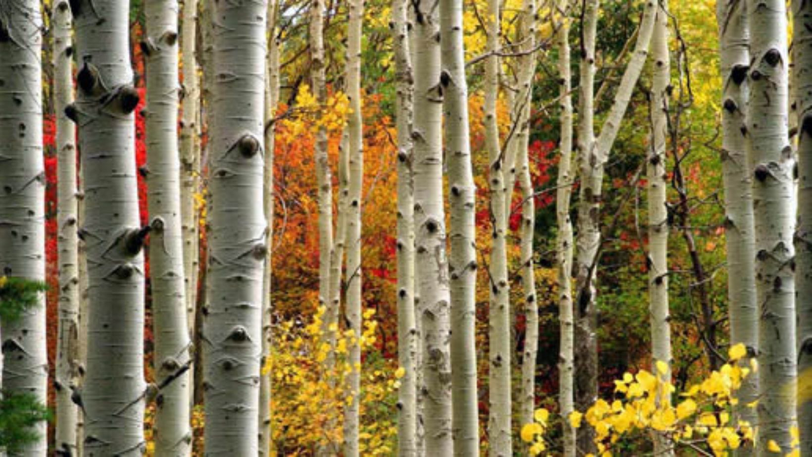 aspen trees with white bark and yellow leaves.