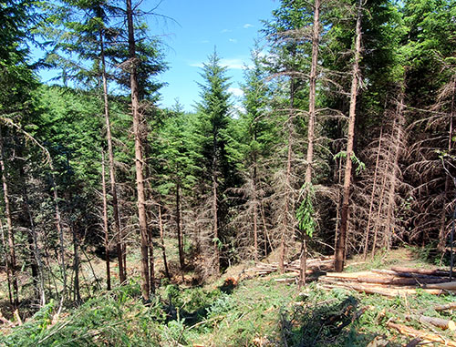 Dense forest with several dying trees mixed throughout.