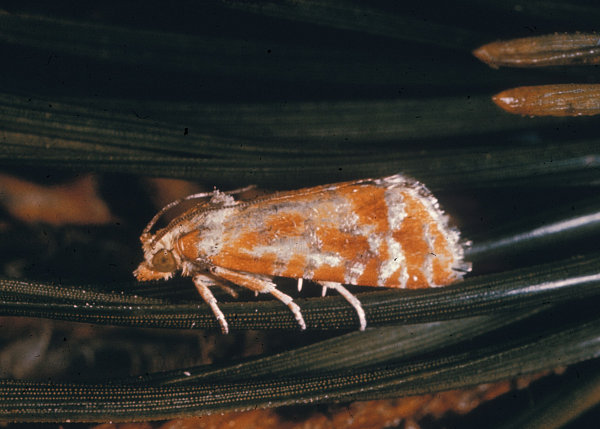 Adult pine tip moth.
