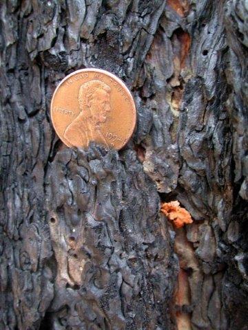 Pitch tubes indicating Southwestern pine beetle attack are frequently small in size (<1/4 inch, 6.4 mm).