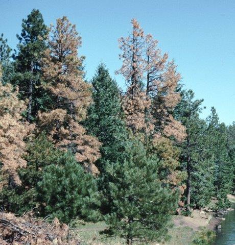 Ponderosa pine mortality caused by roundheaded pine beetle in the Pinaleño Mountains, Arizona.