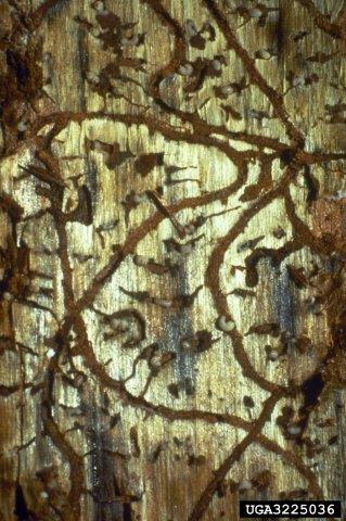 Egg and larval galleries of southern pine beetle. Note that egg galleries are S-shaped that crisscross one another in the inner bark and on the wood surface.