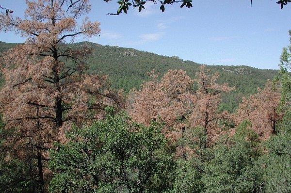 Chihuahua pine mortality caused by southern pine beetle in Chiricahua Mountains, Arizona.