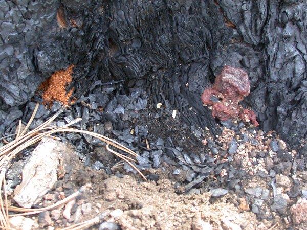 Red turpentine beetle frequently attacks fire-damaged ponderosa pine as indicated by pitch tubes and frass.