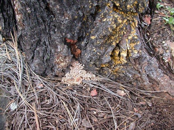 Granola-like crystallized resin material can occur around bases of pine trees attacked by red turpentine beetle.