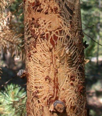 Galleries of Douglas-fir pole beetle on small diameter Douglas-fir. Galleries are short, longitudinal and often with two branches.