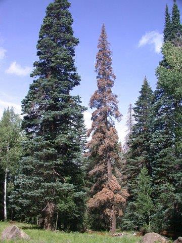 Corkbark fir mortality caused by western balsam bark beetle on the San Francisco Peaks, Arizona.