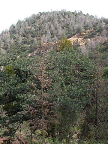 Extensive mortality caused by cypress bark beetle north of Clifton, Arizona.