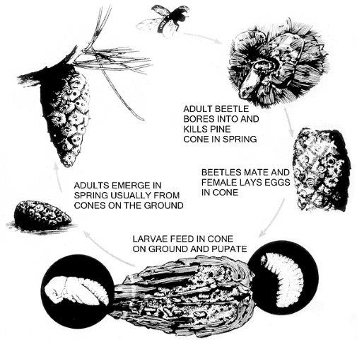 Diagram of cone beetle lifecycle.