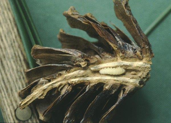 Ponderosa pine cone split in half with larvae of ponderosa pine seedworm inside