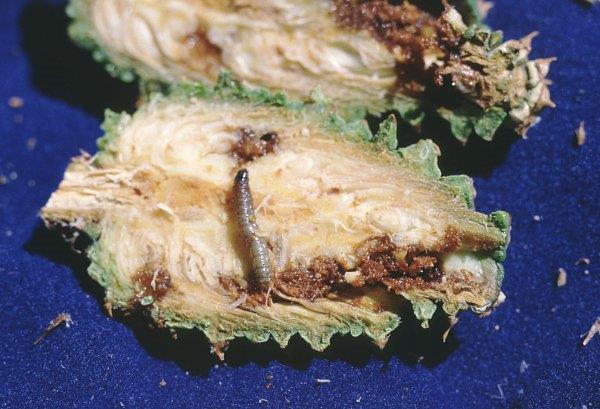 Pine cone split in half to show larva inside
