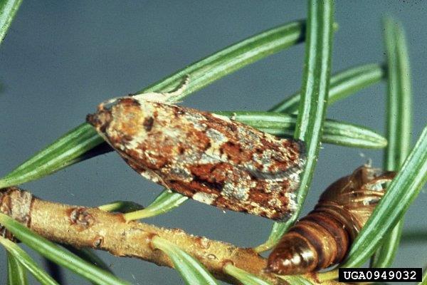 Adult western spurce budworm with pupal case.