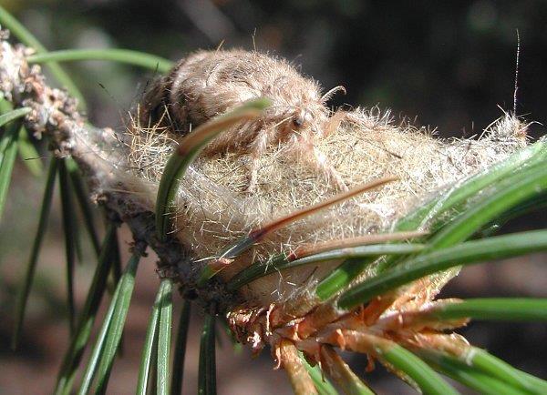 Adult female Douglas-fir tussock moth on egg mass.