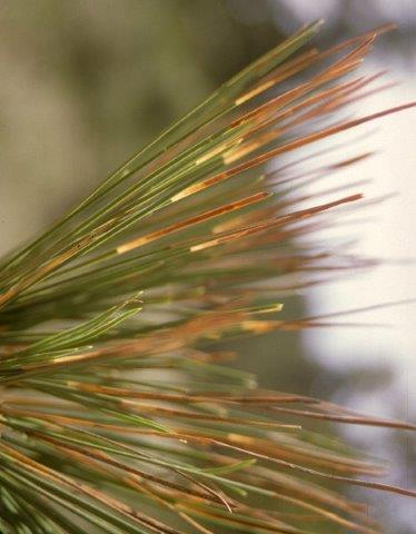 Closeup of needle damage caused by Coleotechnites feeding on ponderosa pine.