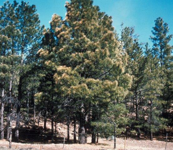 Needle damage caused by Coleotechnites feeding on ponderosa pine.