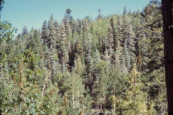 Defoliated white fir caused by the white fir needleminer.