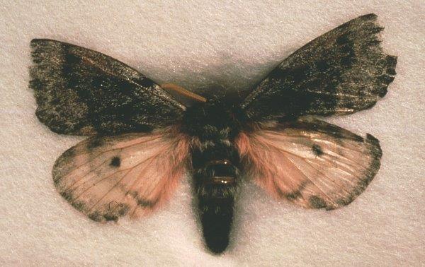 Adult pandora moth.