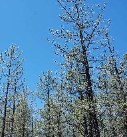 Defoliation of ponderosa pine caused by pandora moth on the Kaibab NF, Arizona.