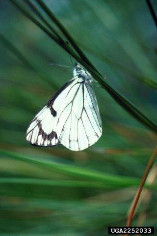 Adult pine butterfly.