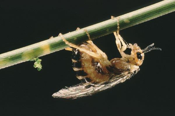 Adult female pine sawfly (Neodiprion spp.) oviposting on ponderosa pine.