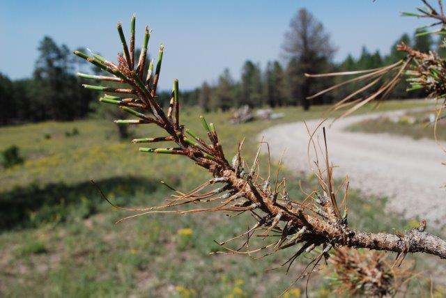Pine sawfly defoliation of ponderosa pine needles showing both early and late instar feeding.