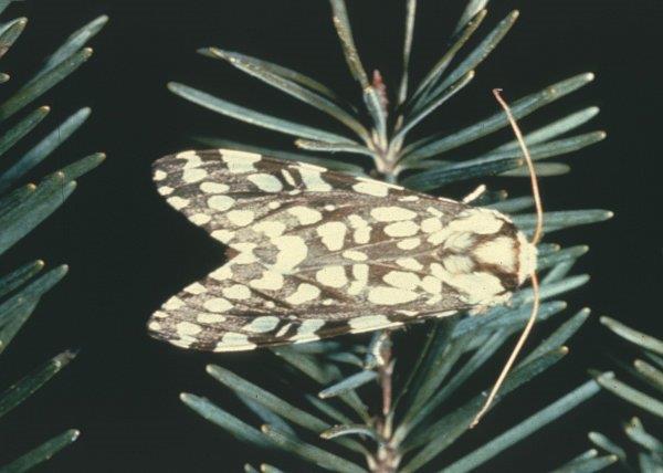 Adult tiger moth.