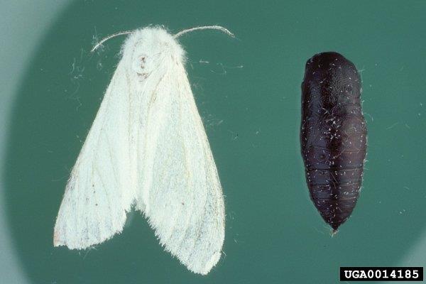 Adult and pupa of fall webworm.