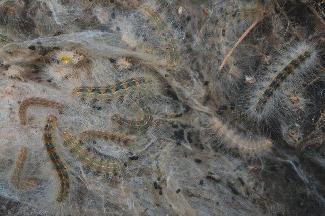 Larvae of fall webworm.