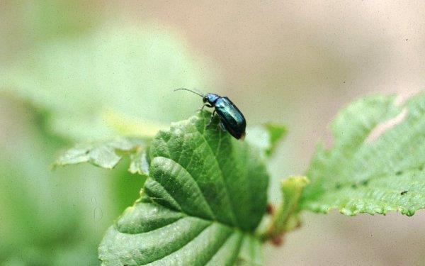 Adult alder flea beetle.
