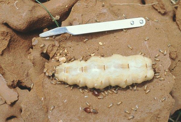 Castes of termites