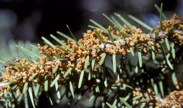 Male Douglas-fir dwarf mistletoe.