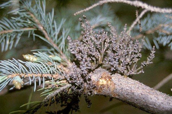 Spruce dwarf mistletoe.
