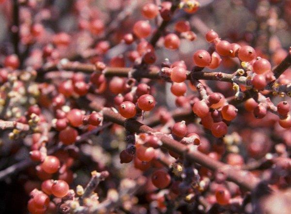 Phoradendron californicum has red berries that ripen in winter.