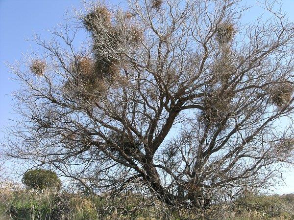 True mistletoes are easy to spot on deciduous trees like this mesquite tree.