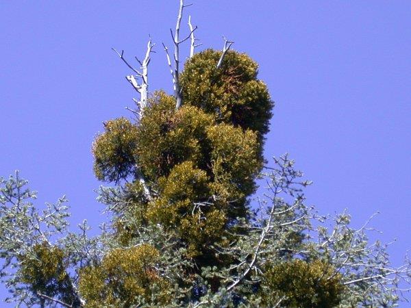 Phoradendron pauciflorum often kills tops of infected white fir.