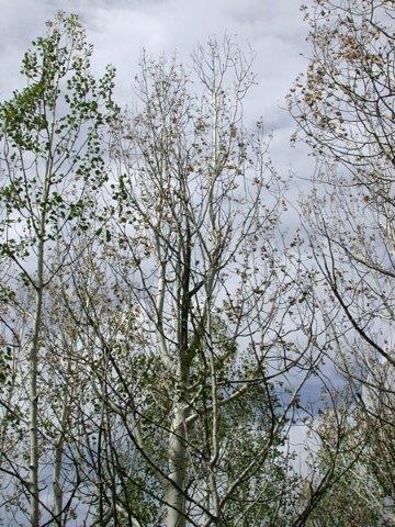 Aspen branch dieback during summer drought.
