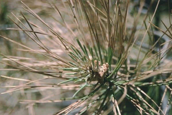 Needle bases of 1-year needles are green but tips are brown.