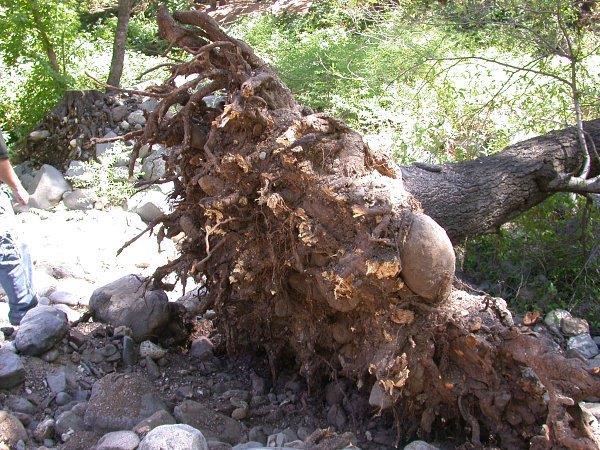 There are typically decay or soil defects associated with windthrown trees.
