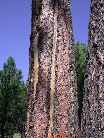 Lightning struck trees are often attacked by bark beetles.