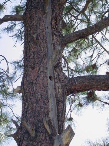 Many lightning struck trees survive for decades and are slowly decayed.