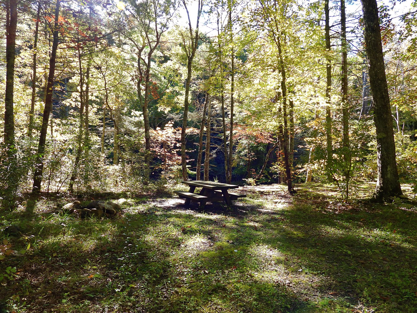 A picnic table sits in a small clearing in a forest