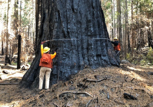 Two people measure burnt base of Sequoia tree. Burnt trees in background, pine needles on ground.